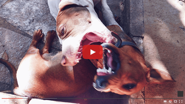 Dog bite Thumbnail
